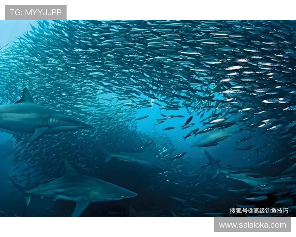 PA扑鱼登陆失败原因分析及避免错误操作提升登录成功率的技巧 PA扑鱼登陆失败原因分析及避免错误操作提升登录成功率的技巧